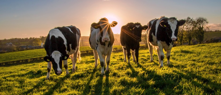 Yes, those are remorseless cows