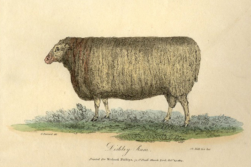 Dishley Leicester sheep, of the type bred by Robert Bakewell