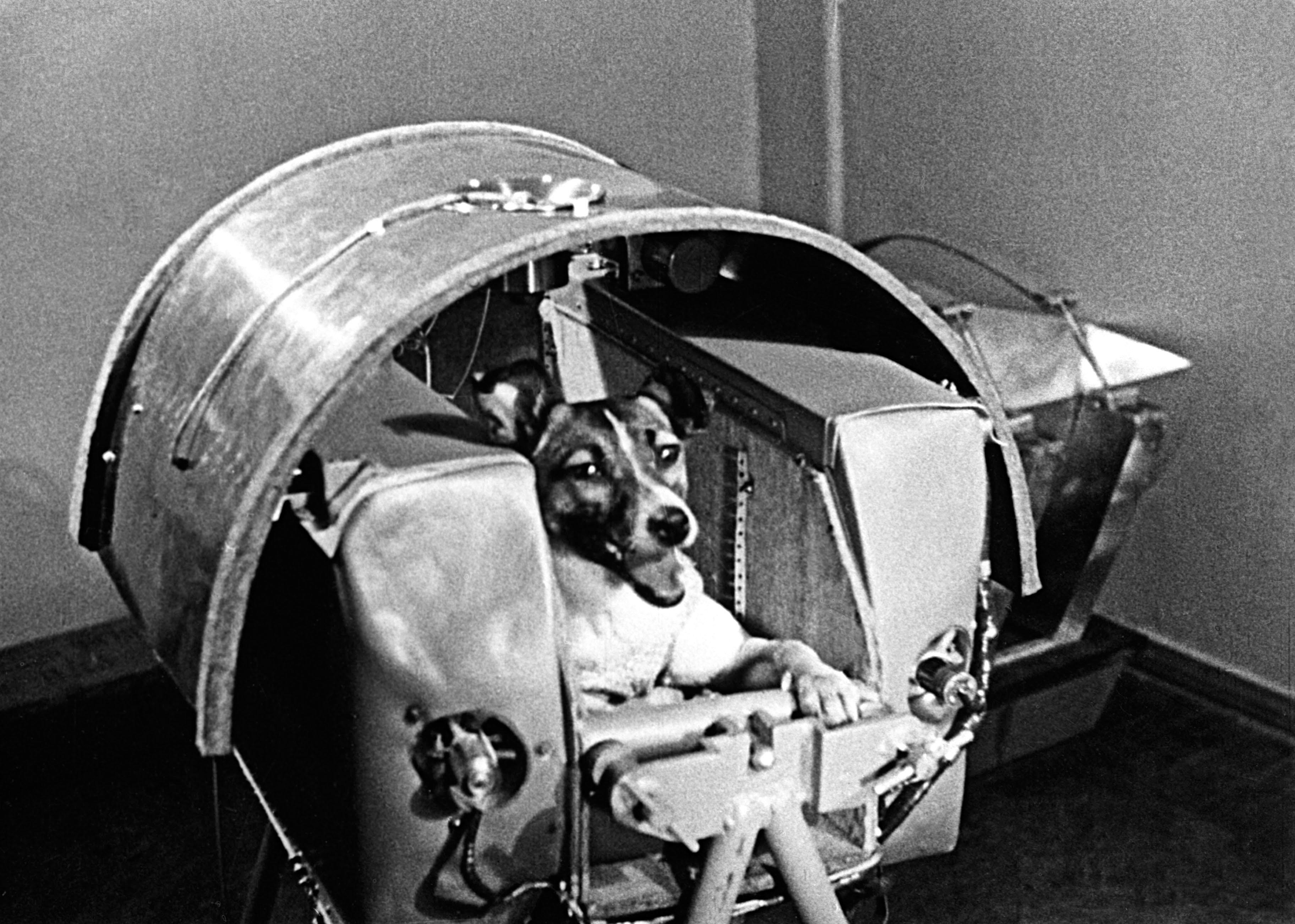 Laika, the first dog in space