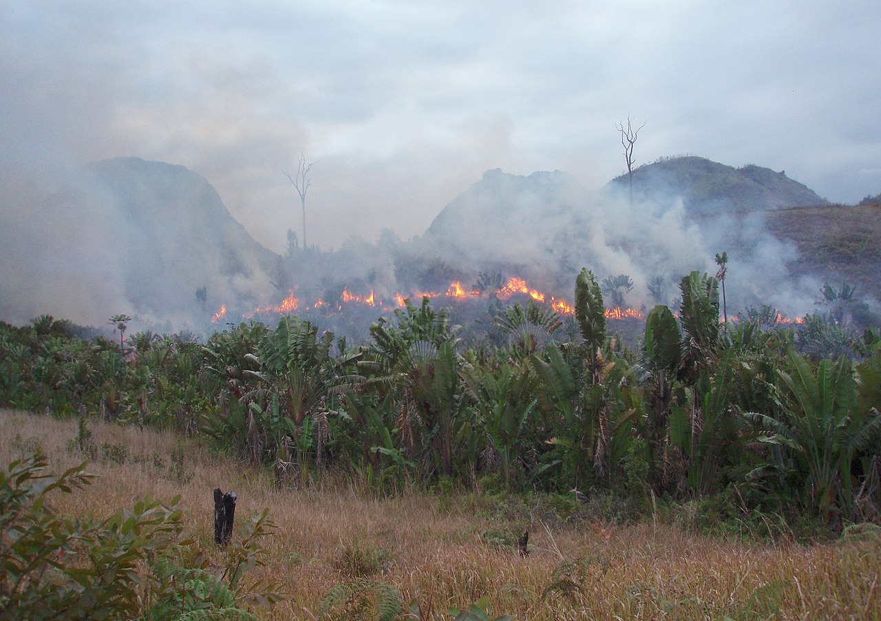 Slash and Burn