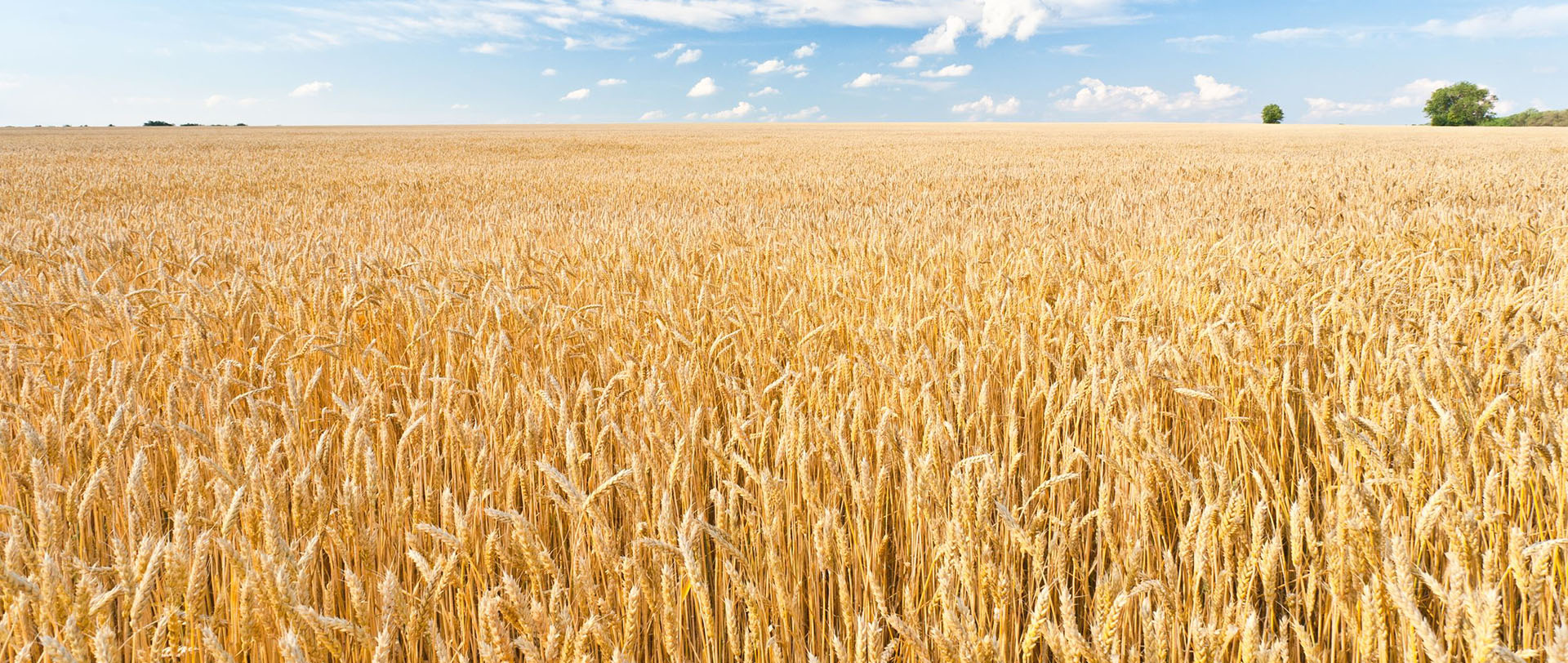 Wheat field